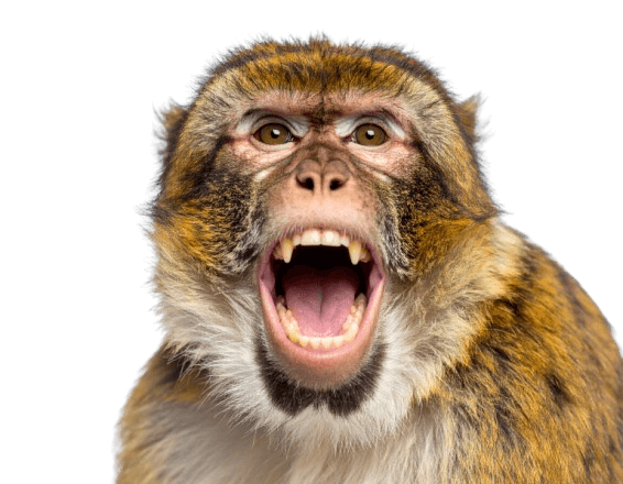 www.goshathemonkey.store favicon